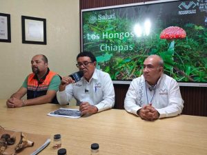 Salud realiza acciones para prevenir intoxicaciones por consumo de hongos silvestres