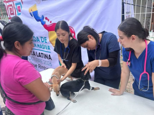 Salud rebasa meta de 400 perros y gatos esterilizados en jornada gratuita